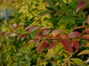 SG202038.jpg